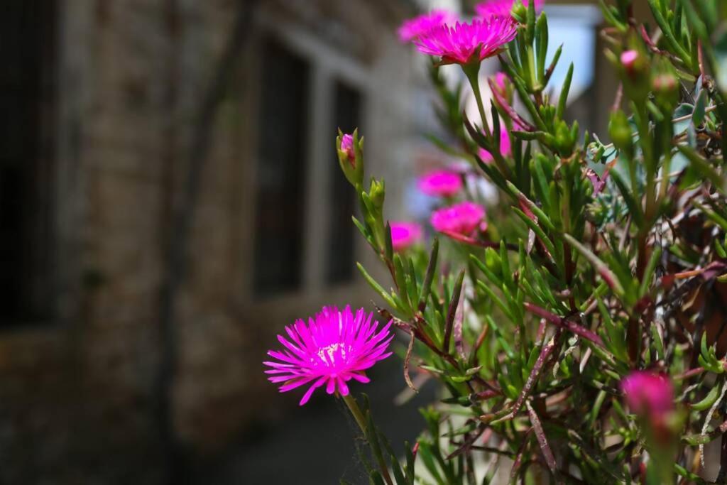 Charming Apartment In Town Center Pula Buitenkant foto