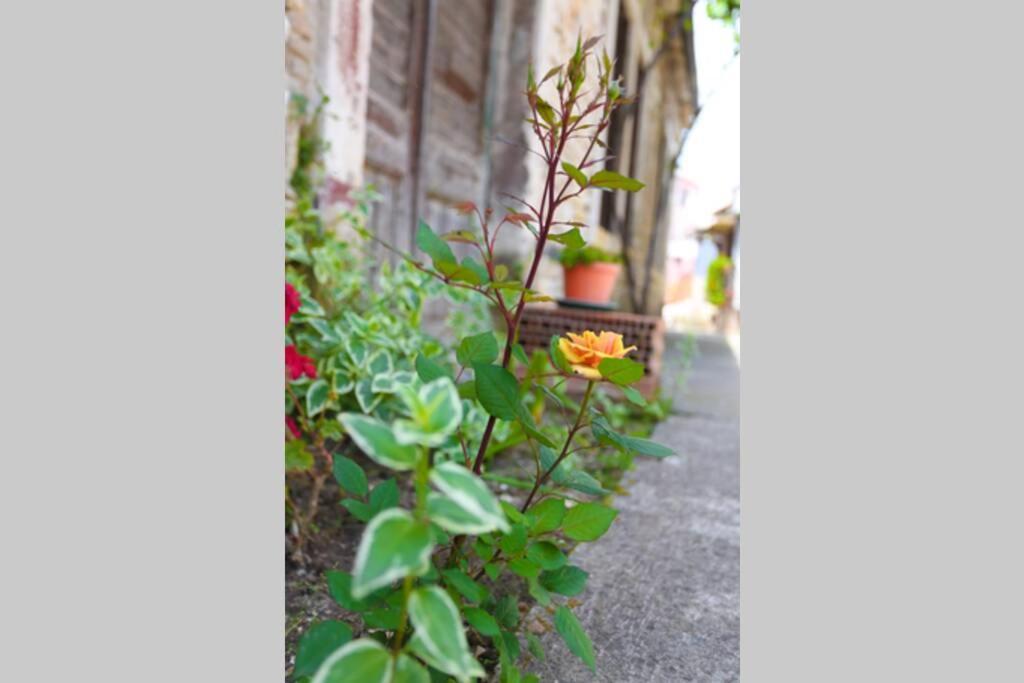 Charming Apartment In Town Center Pula Buitenkant foto